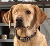 Lance the therapy dog